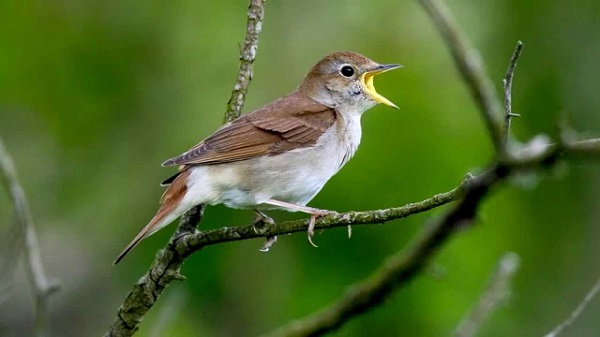BBKP Surabaya amankan 4.465 Burung Kicau Selundupan 